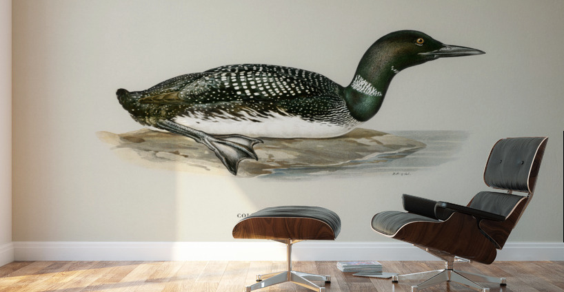 Common loon Colymbus immer Wall Murals