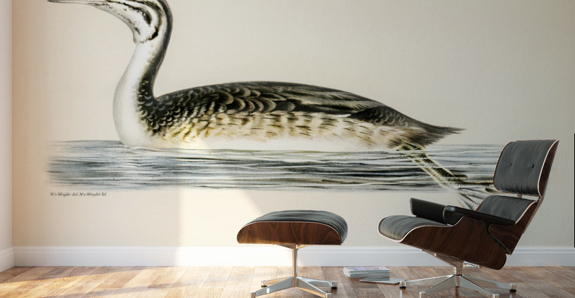 Podiceps Cristatus Wall Murals