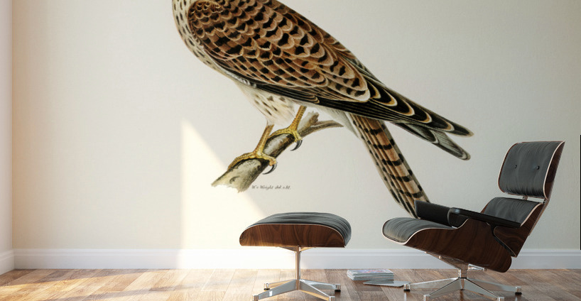 Common Kestrel Falco tinnunculus Wall Murals
