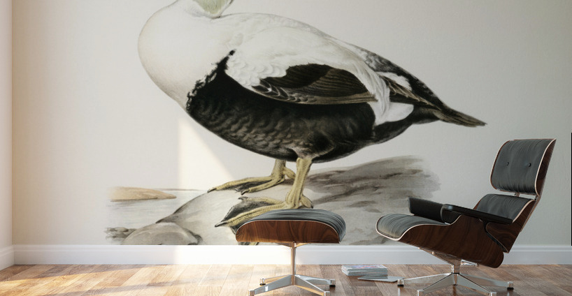 Somateria Mollissima Wall Murals