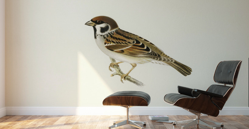 Eurasian Tree Sparrow Tree Sparrow Passer montanus Wall Murals