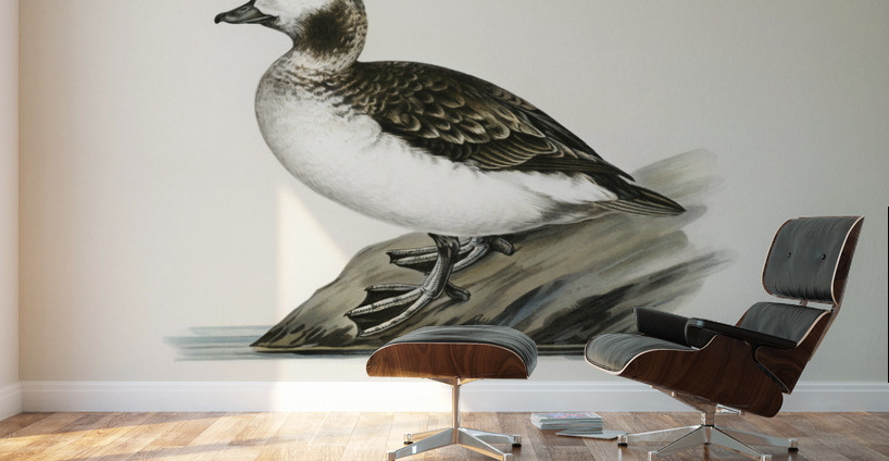 Harelda Hyemalis Wall Murals