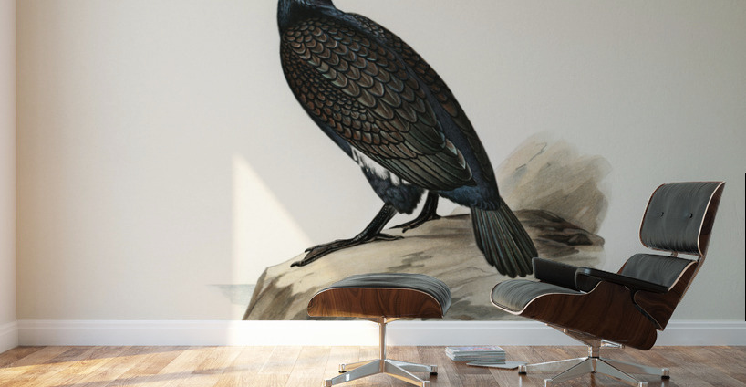 Great cormoran Phalacrocorax Carbo Wall Murals
