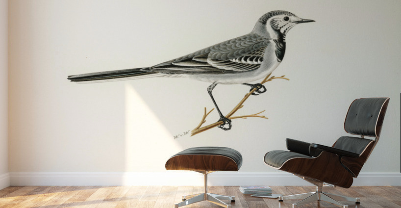Pied Wagtail Motacilla alba Wall Murals