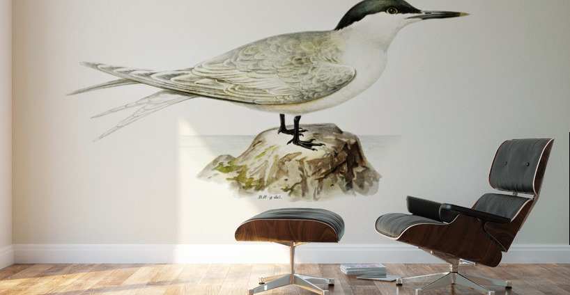 Sandwich tern Sterna sandvicensis Wall Murals