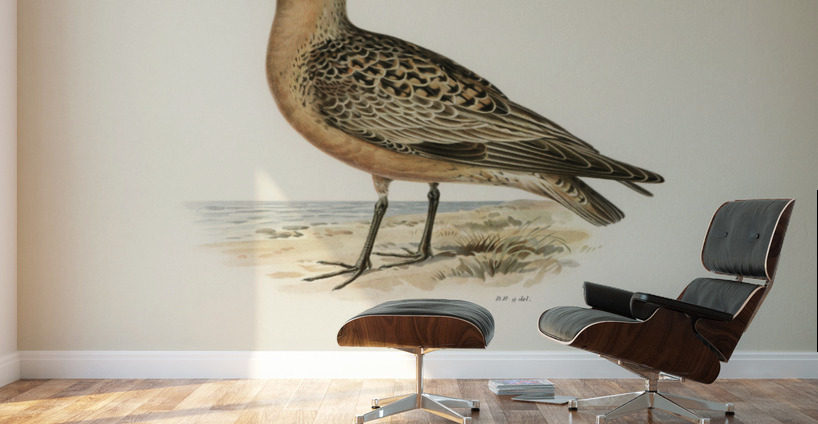 Red Knot ♂ Tringa Canutus Wall Murals