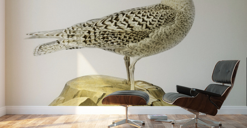 Glaucous gull Larus glaucus Wall Murals