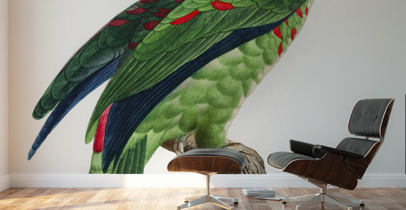 Black lory  Wall Murals