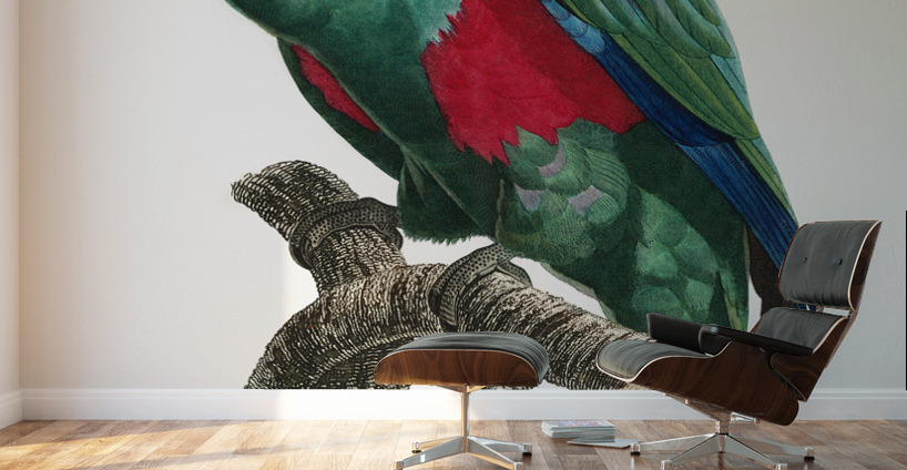 Eclectus parrot  Wall Murals