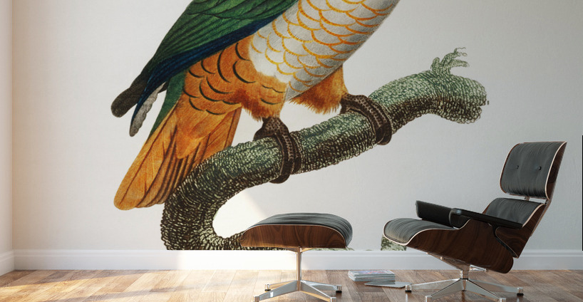 Black-headed caique  Wall Murals