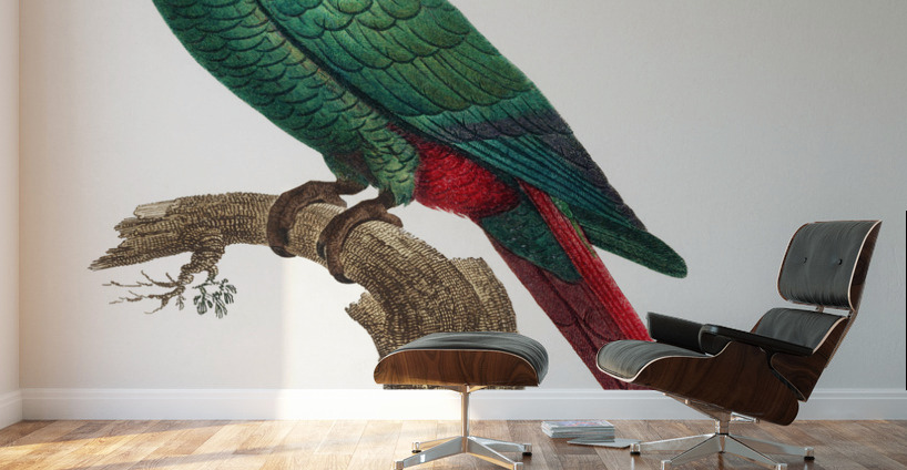 Austral parakeet  Wall Murals