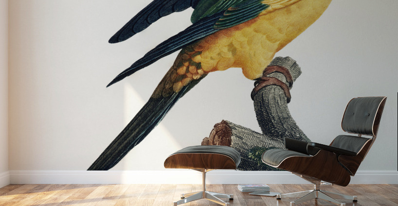 Sun parakeet  Wall Murals