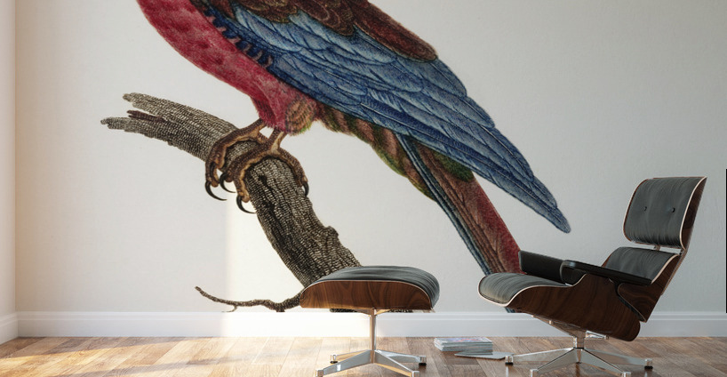 Cuban red macaw  Wall Murals