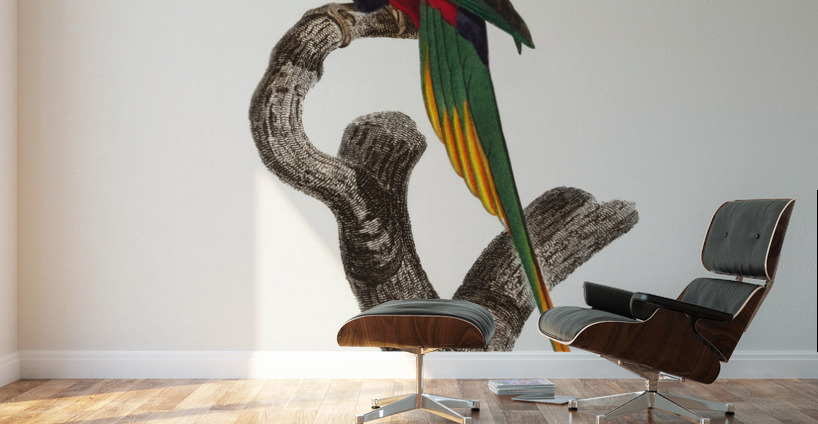 Papuan lorikeet  Wall Murals