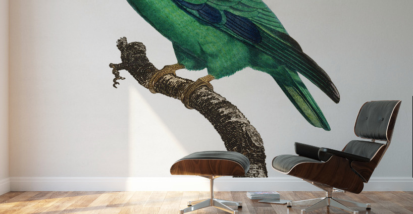 Caica parrot  Wall Murals