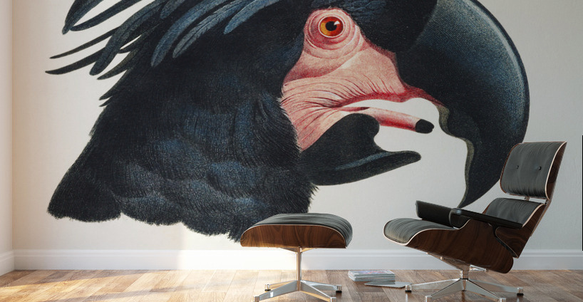 Goliath cockatoo  Wall Murals