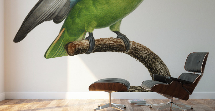 Red-cheeked parrot  Wall Murals