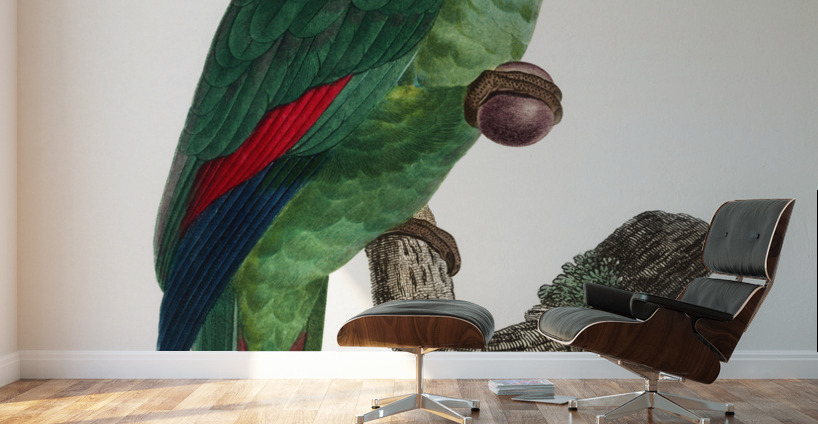 Turquoise-fronted parrot  Wall Murals