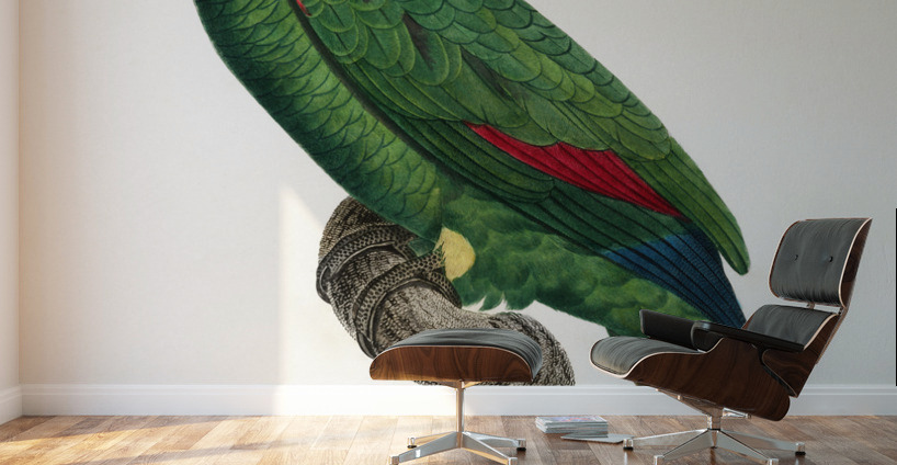 Blue-fronted amazon  Wall Murals