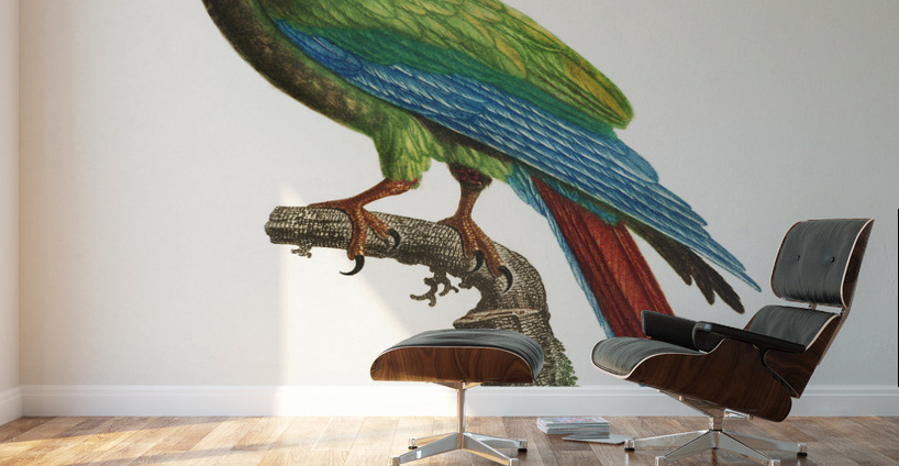 Buffons macaw  Wall Murals