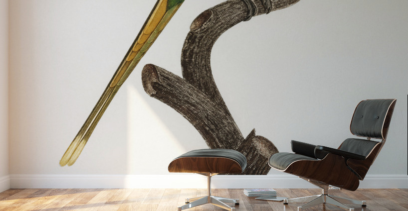 Plum-headed parakeet  Wall Murals