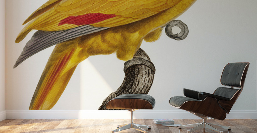 African grey parrot  Wall Murals