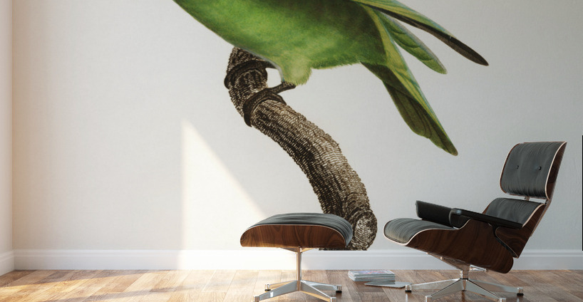 Red-cheeked parrot  Wall Murals