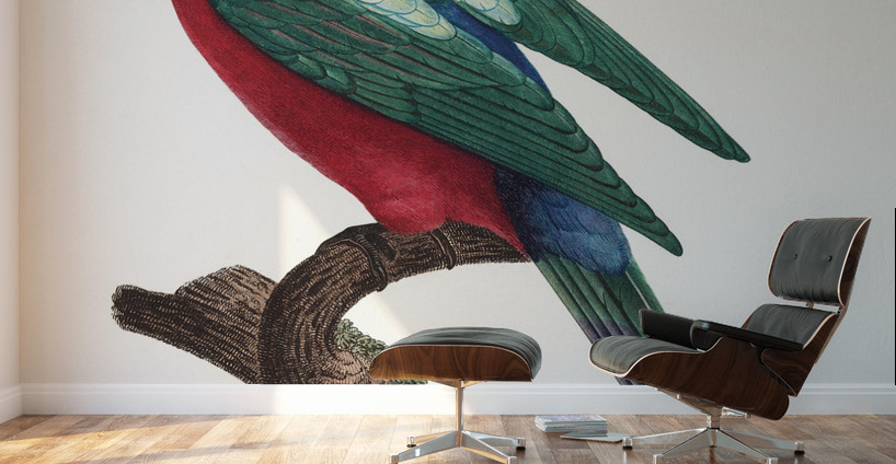 Australian king parrot  Wall Murals