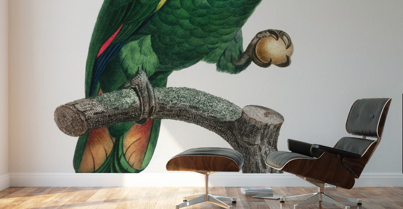 Orange-winged parrot  Wall Murals