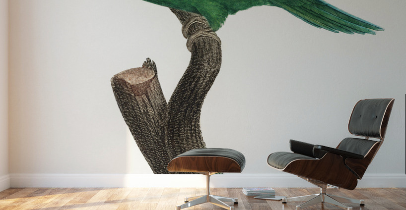 Canary-winged parakeet  Wall Murals