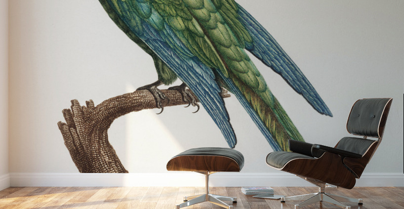 Illigers macaw  Wall Murals