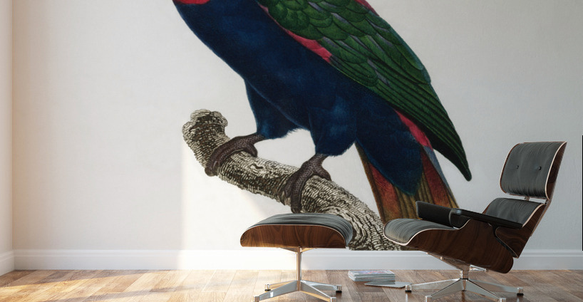Western black-capped lory  Wall Murals