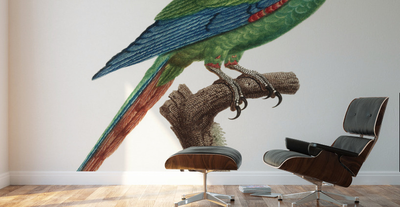 Illigers macaw  Wall Murals