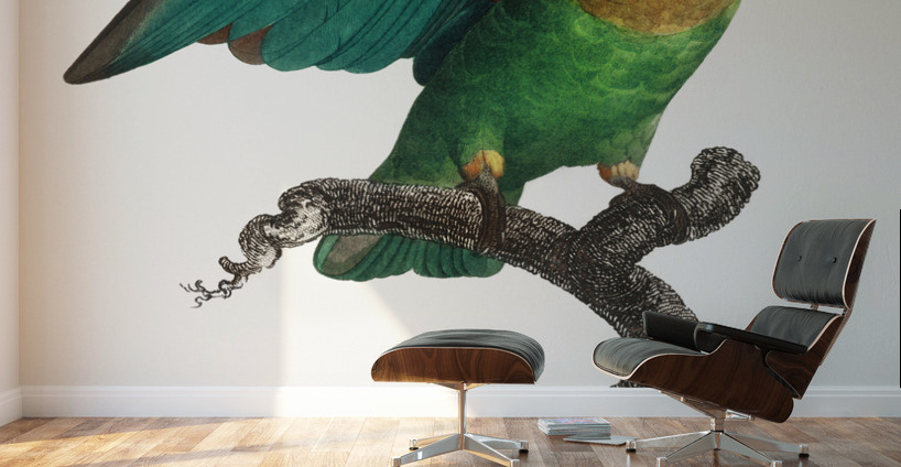 Orange-cheeked parrot  Wall Murals