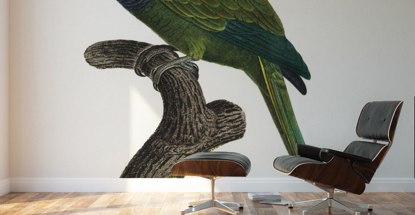 Quaker parrot  Wall Murals