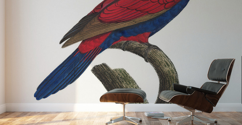 Red-and-blue lory  Wall Murals