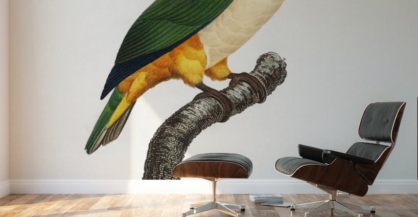Black-Headed Parrot  Wall Murals