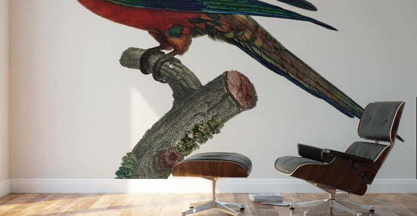 Sun parakeet  Wall Murals