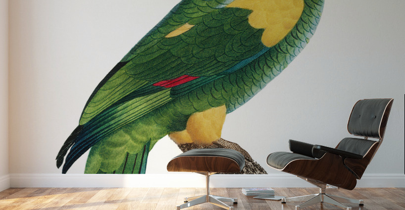 Yellow-shouldered amazon  Wall Murals