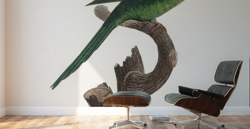 Red-throated conure  Wall Murals