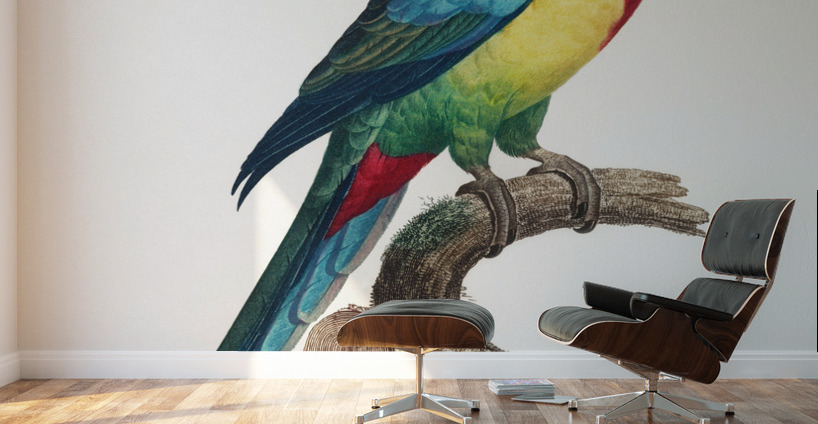 Eastern rosella  Wall Murals