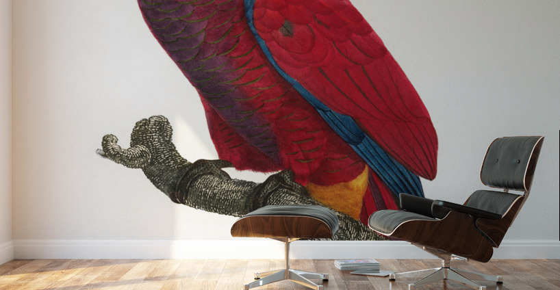 Eclectus parrot  Wall Murals