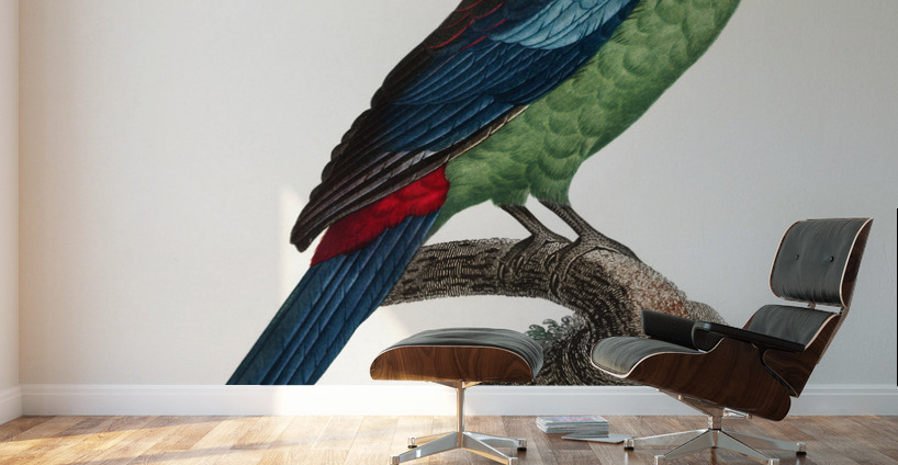 Broad-tailed parrot  Wall Murals