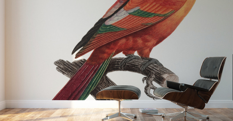 Crimson shining parrot  Wall Murals