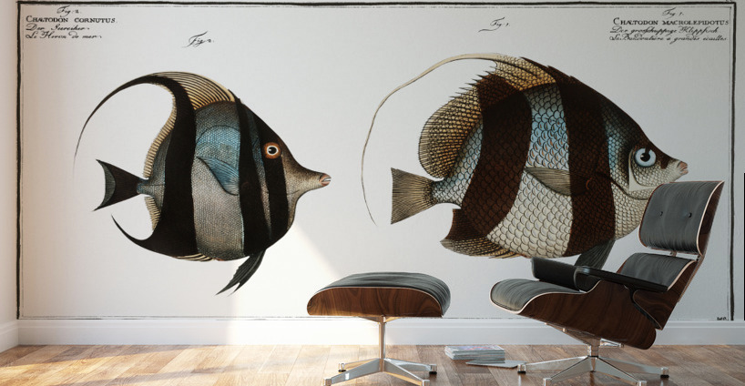 1. Chaetodon macrolepidotus 2. Chaetodon cornutus Wall Murals
