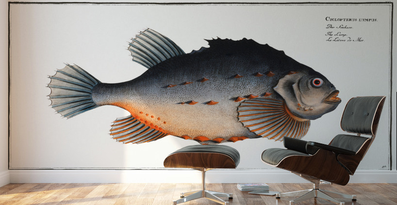 Lump Cycloterus lumpus Wall Murals