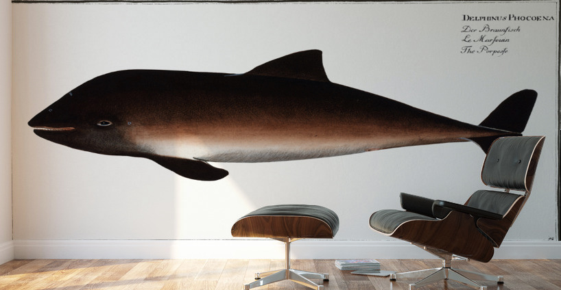 Porpesse Delphinus Phocoena Wall Murals