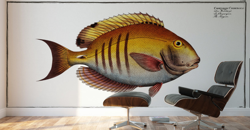 Surgeon Chaetodon Chirurgus Wall Murals