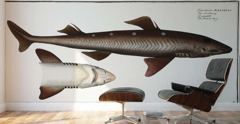 Picked- Dog Squalus Acanthias Wall Murals
