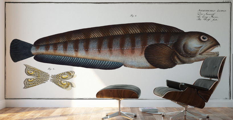 Wolf Fish Anarihchas Lupus Wall Murals